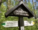 Drewniany drogowskaz w lesie z napisem "Fajna Ryba" 347 m n.p.m. Wskazuje szlaki turystyczne.