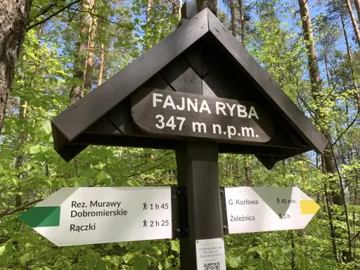 Drewniany drogowskaz w lesie z napisem "Fajna Ryba" 347 m n.p.m. Wskazuje szlaki turystyczne.